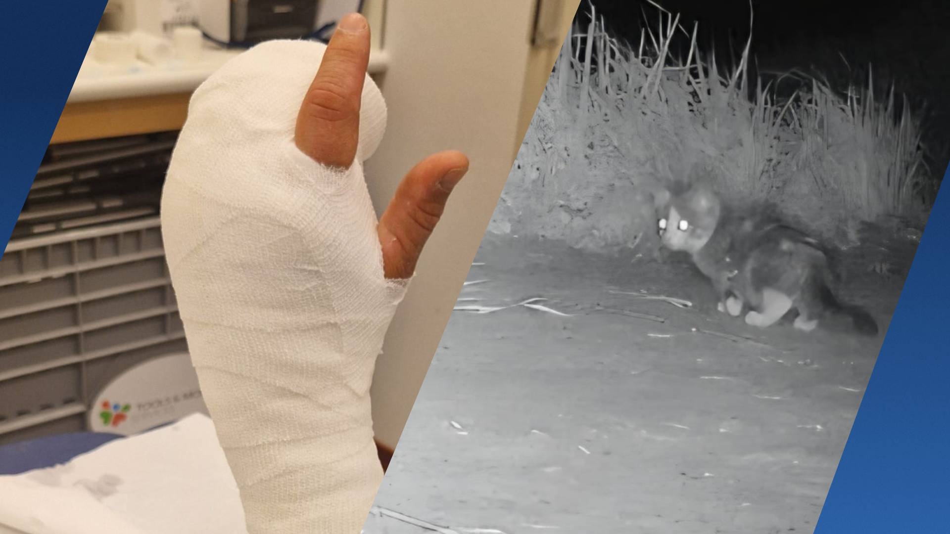Dierenhulpverleners aangevallen en mishandeld tijdens redding kitten
