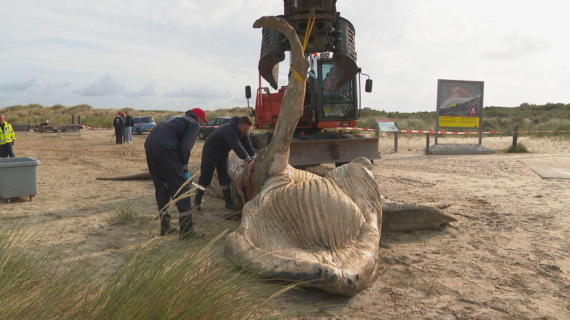 ZIEN: Opruimactie aangespoelde bultrugwalvis bij Nieuw-Haamstede begonnen