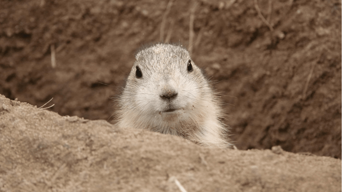 Prairiehondjes geboren in DierenPark Amersfoort, maar hoeveel is nog onduidelijk