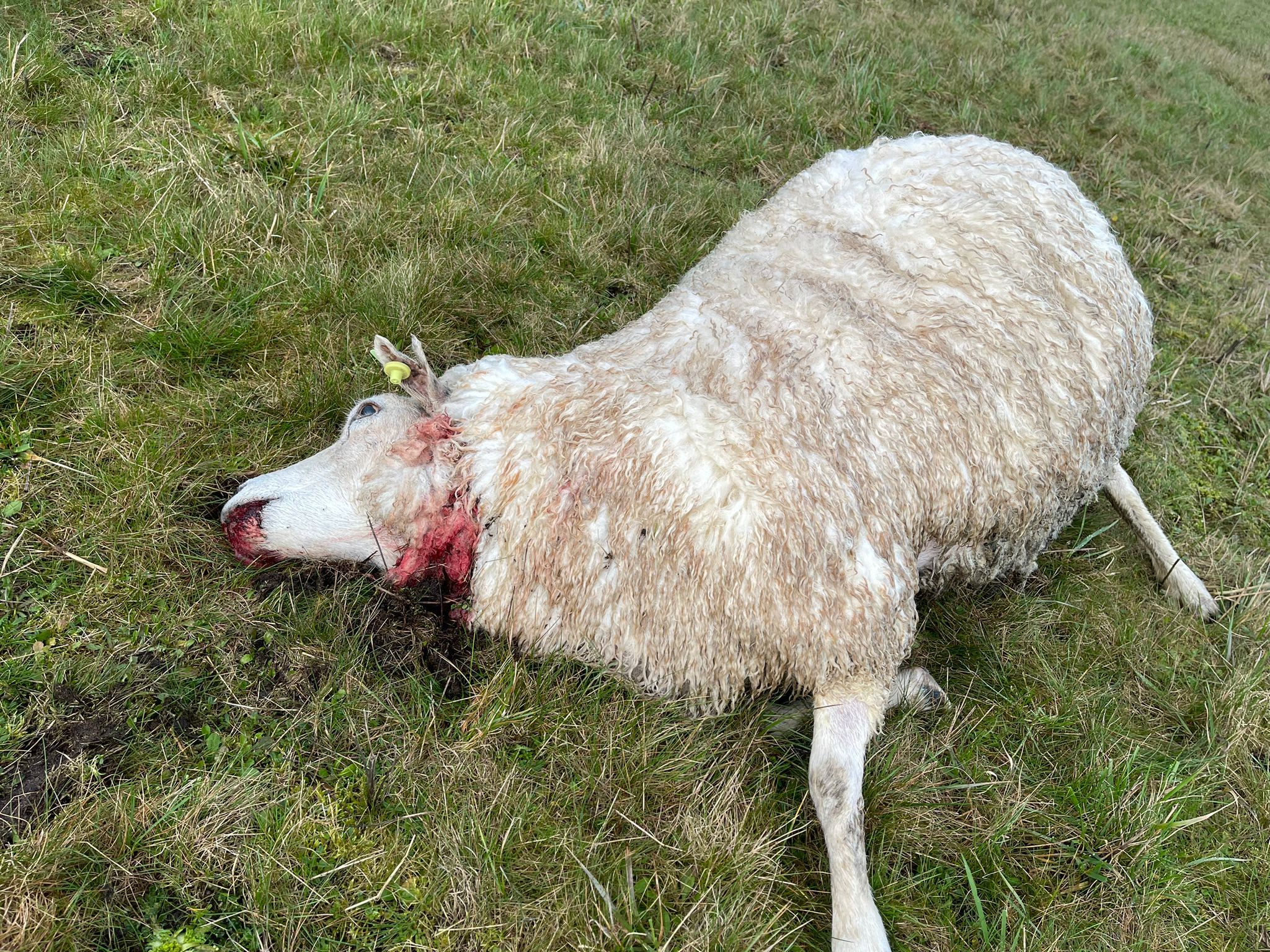 Tientallen schapen gedood op Renkumse Heide, wolf vermoedelijke dader