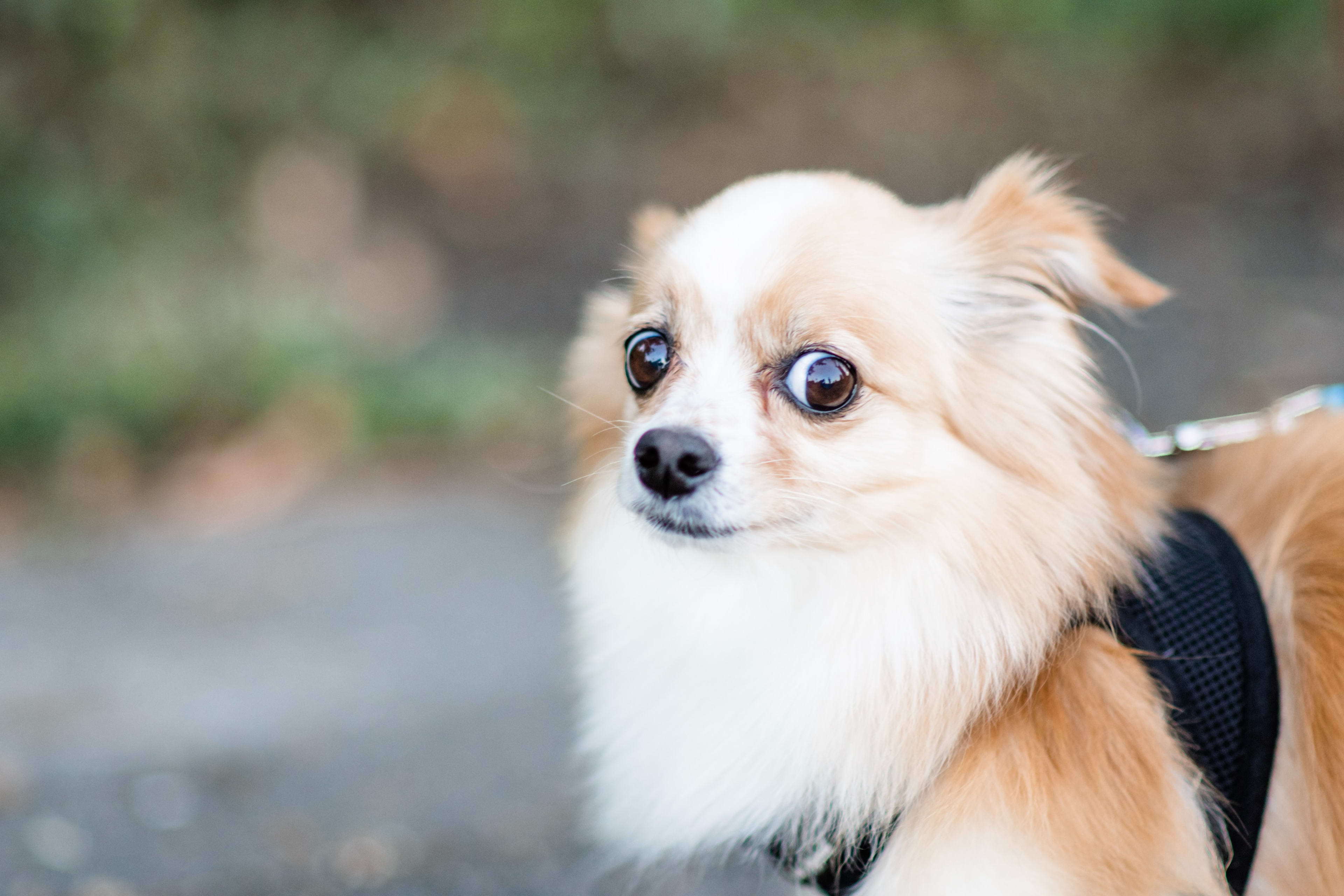 Hondje doodgebeten door grote hond, vrouw achter rollator meegesleurd en gewond