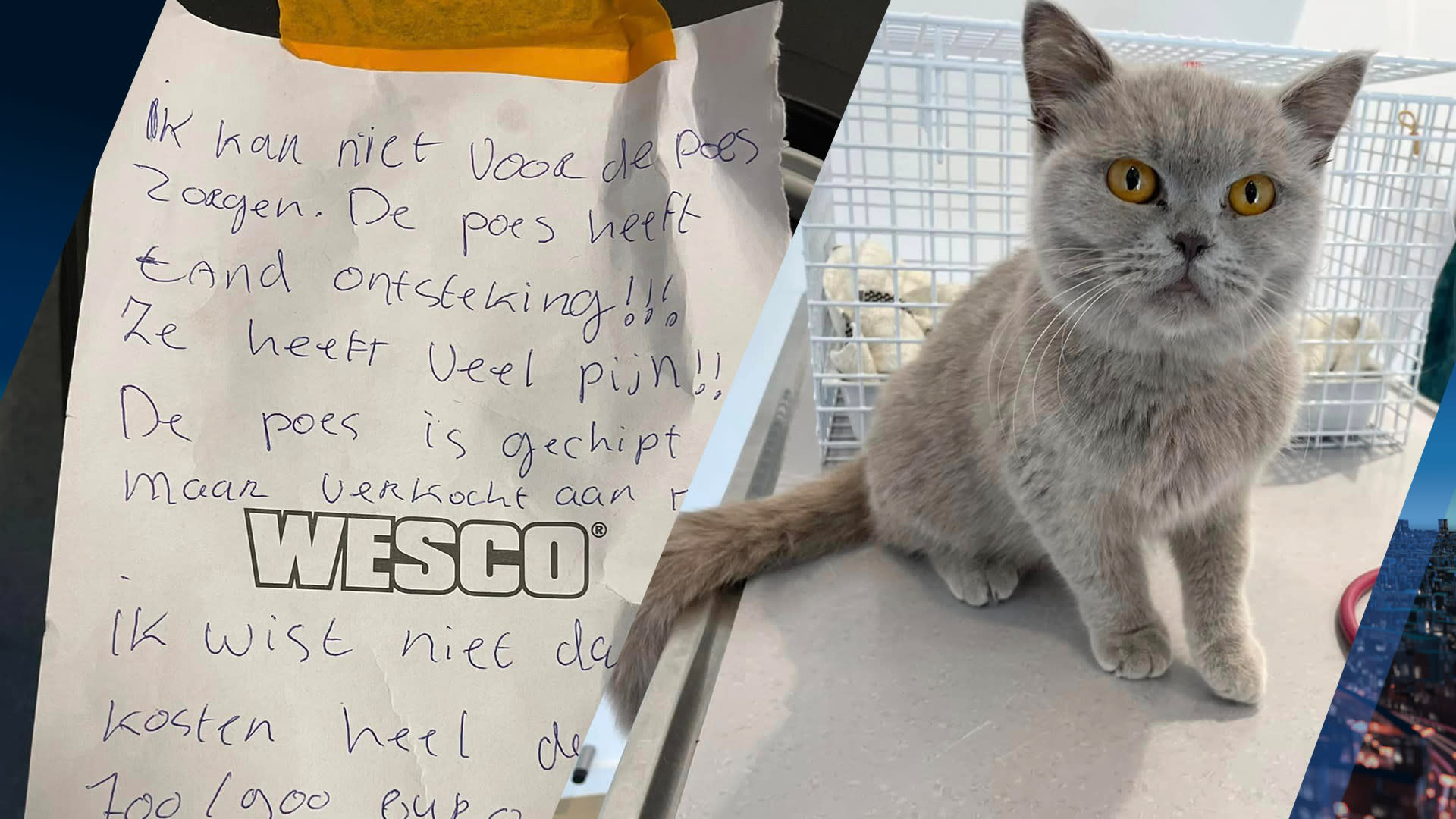 Poes Yoda achtergelaten om onbetaalbare medische kosten: 'Spijtig en onnodig'