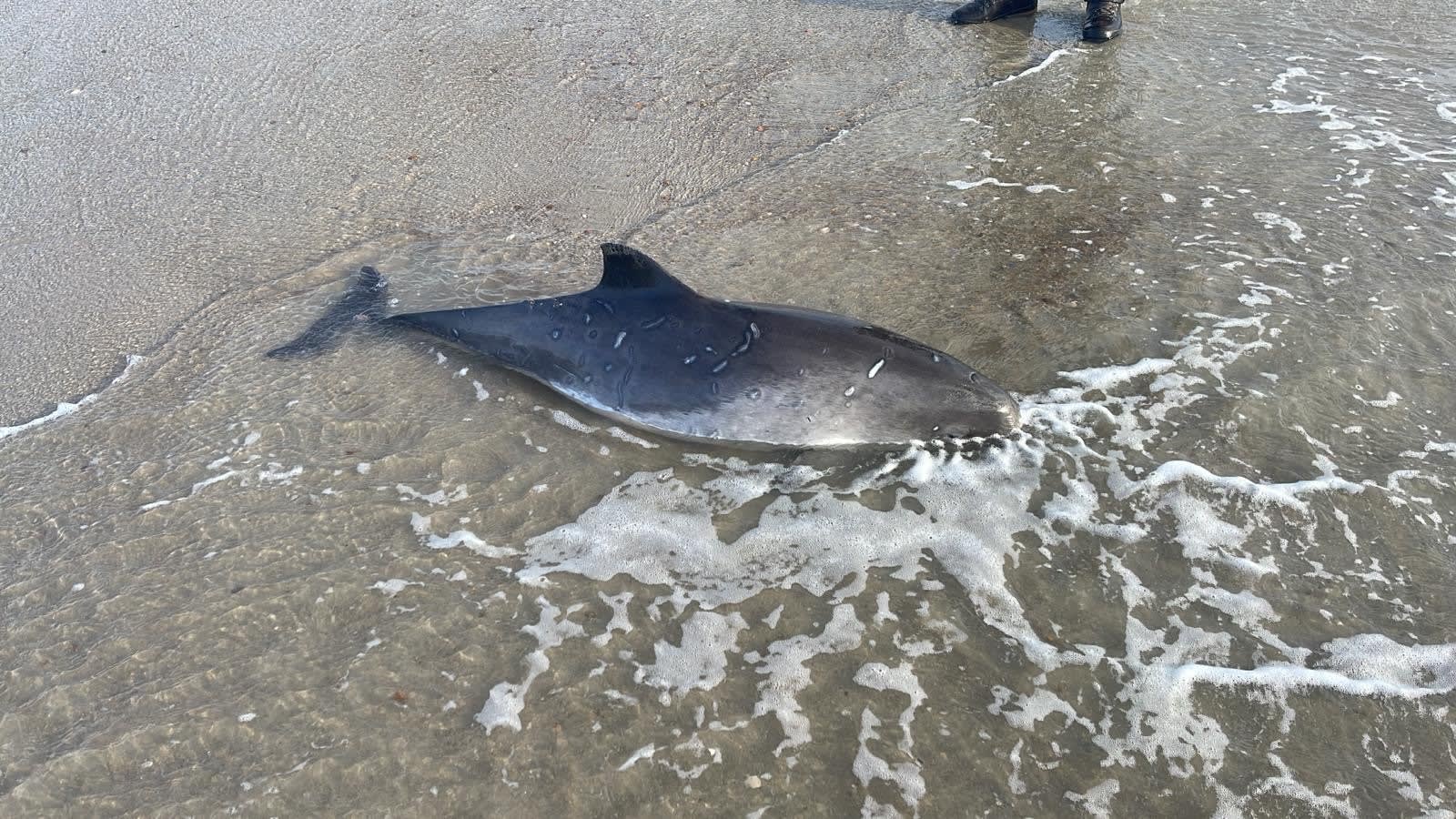 Meerdere bruinvissen aangespoeld door storm Pia, allemaal overleden