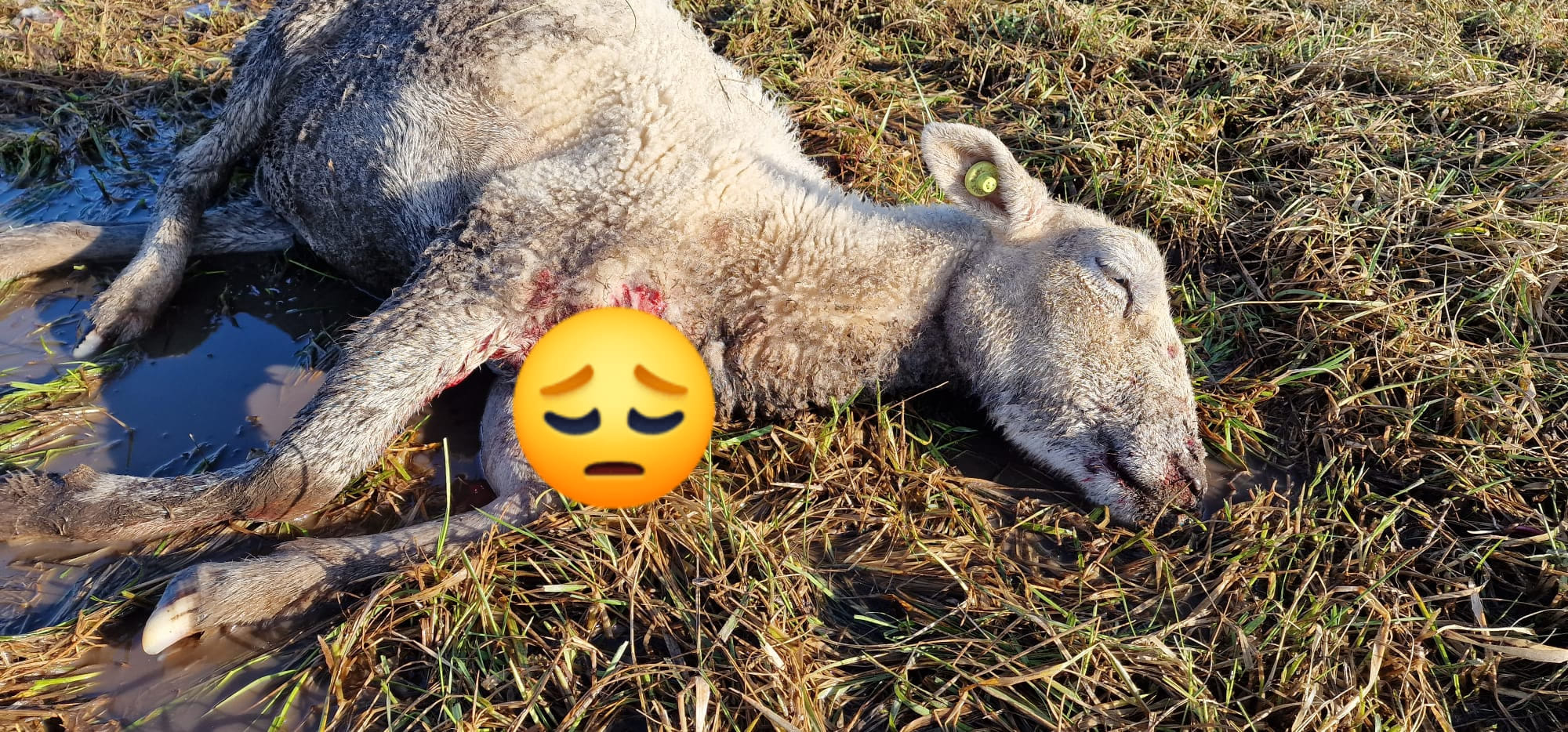 Wandelaar laat honden kudde schapen aanvallen in Brunssum: 'Meld je voordat beelden openbaar worden'