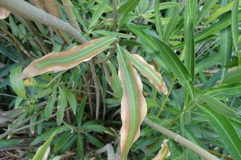 NVWA: neem geen plantjes of stekjes mee uit buitenland