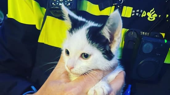 Politie redt kitten uit handen van vermoedelijke dierenmoordenares