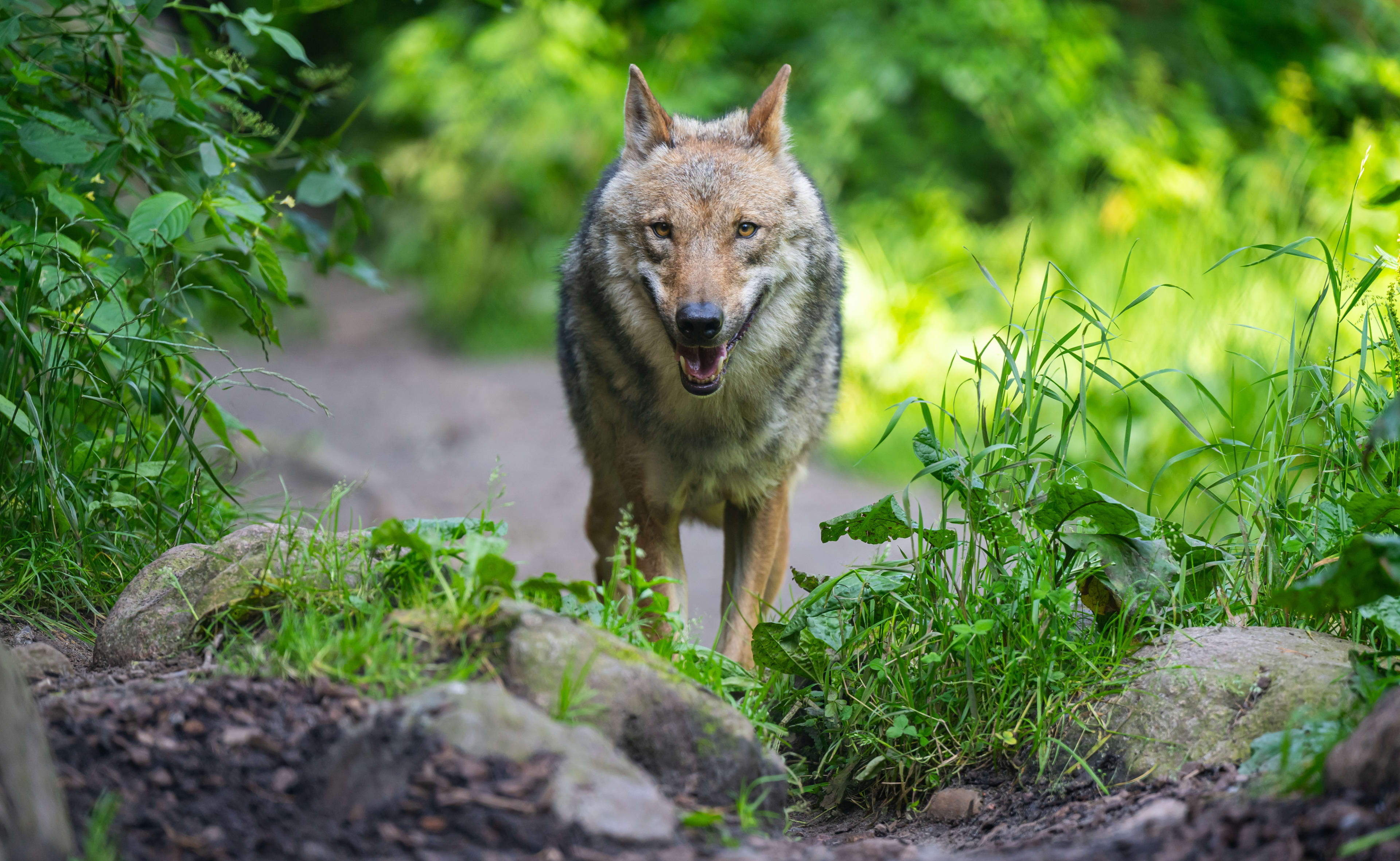 Hond die wolf tegenkwam bij Zeist heeft tóch een bijtwond