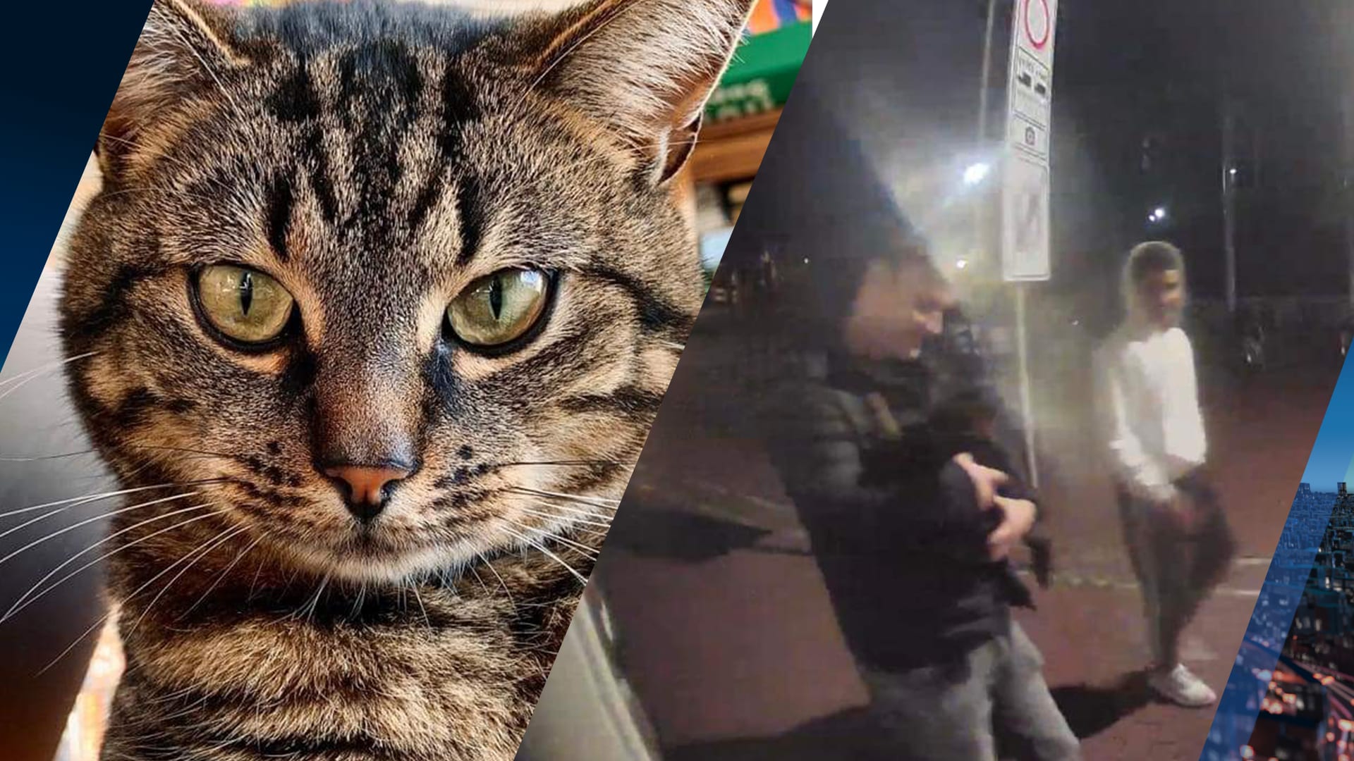 Groningse kat Mo vermist, ontvoering vastgelegd op camera