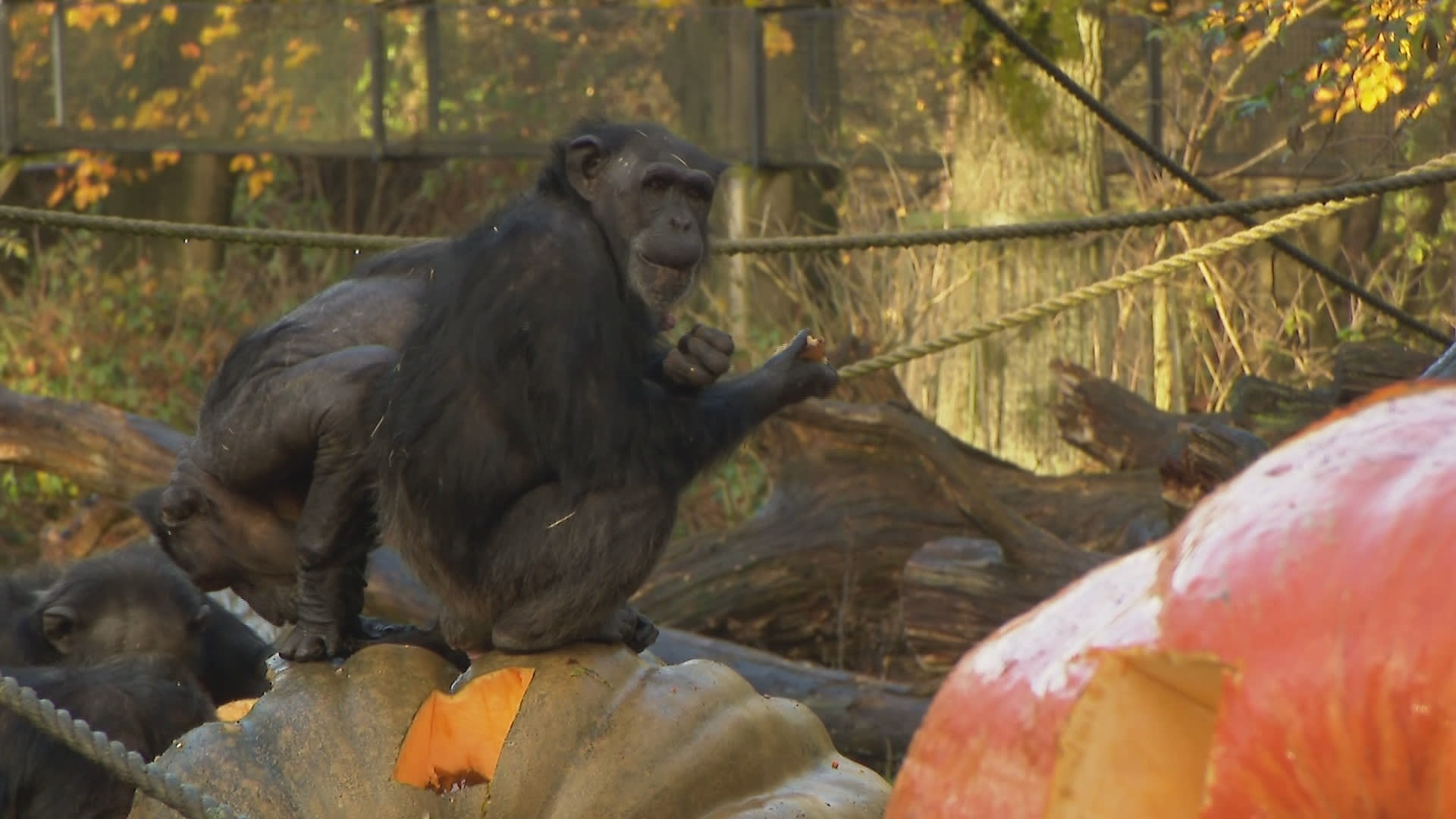ZIEN: Chimpansees smullen van gigantische pompoenen als bijzonder ontbijt