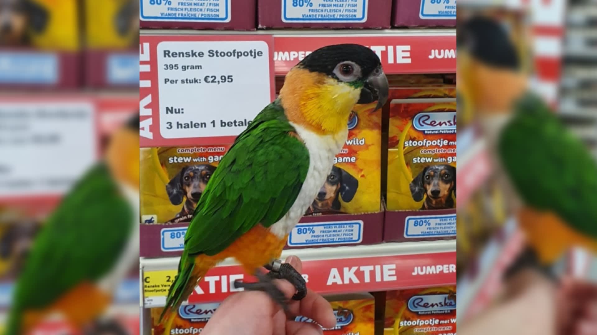 Dieven nemen 'zonder te vragen' papegaai Luna mee uit dierenwinkel