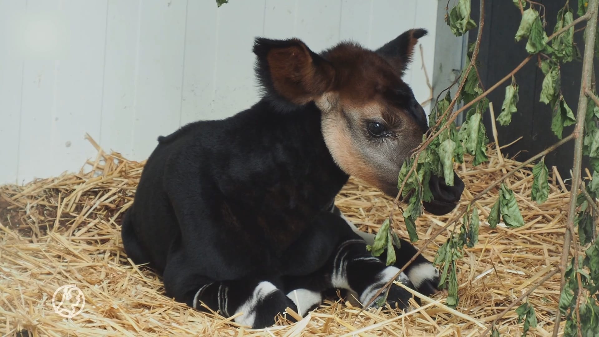 ZIEN: Feest in Beekse Bergen, met uitsterven bedreigde okapi geboren