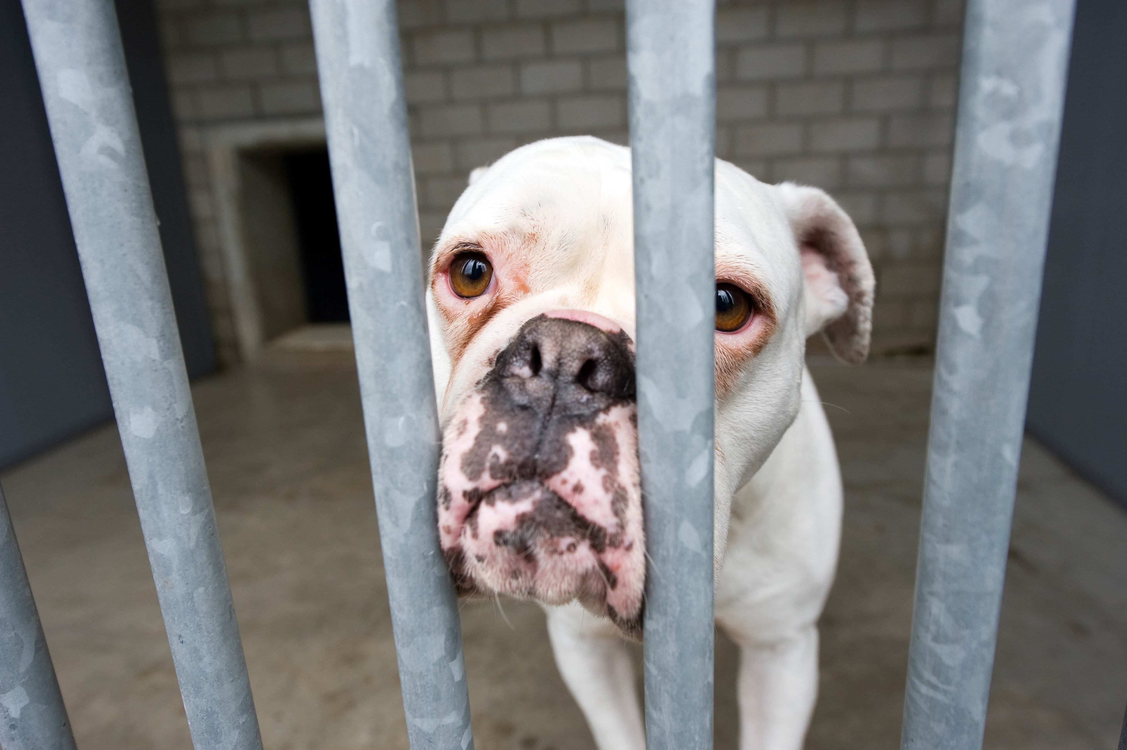 Achttien verwaarloosde katten en honden gevonden in woning vol poep