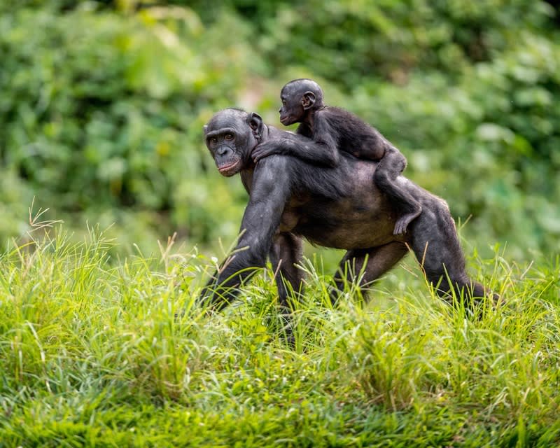 Aap ontsnapt uit Ouwehands Dierenpark, park deels ontruimd