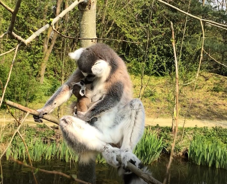 Schattig! Heuse geboortegolf in dierentuin ZooParc