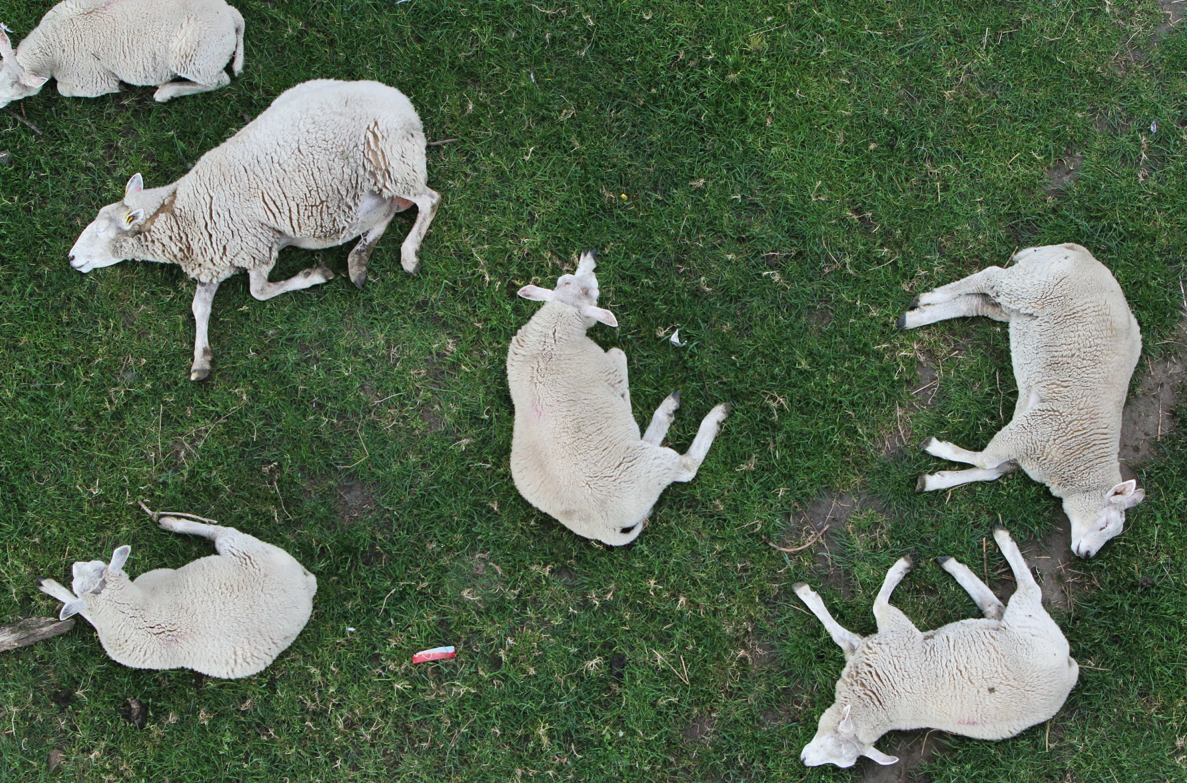 Tientallen schapen doodgebeten in Ede, schapenhouder 'zeer en zeer ontdaan'