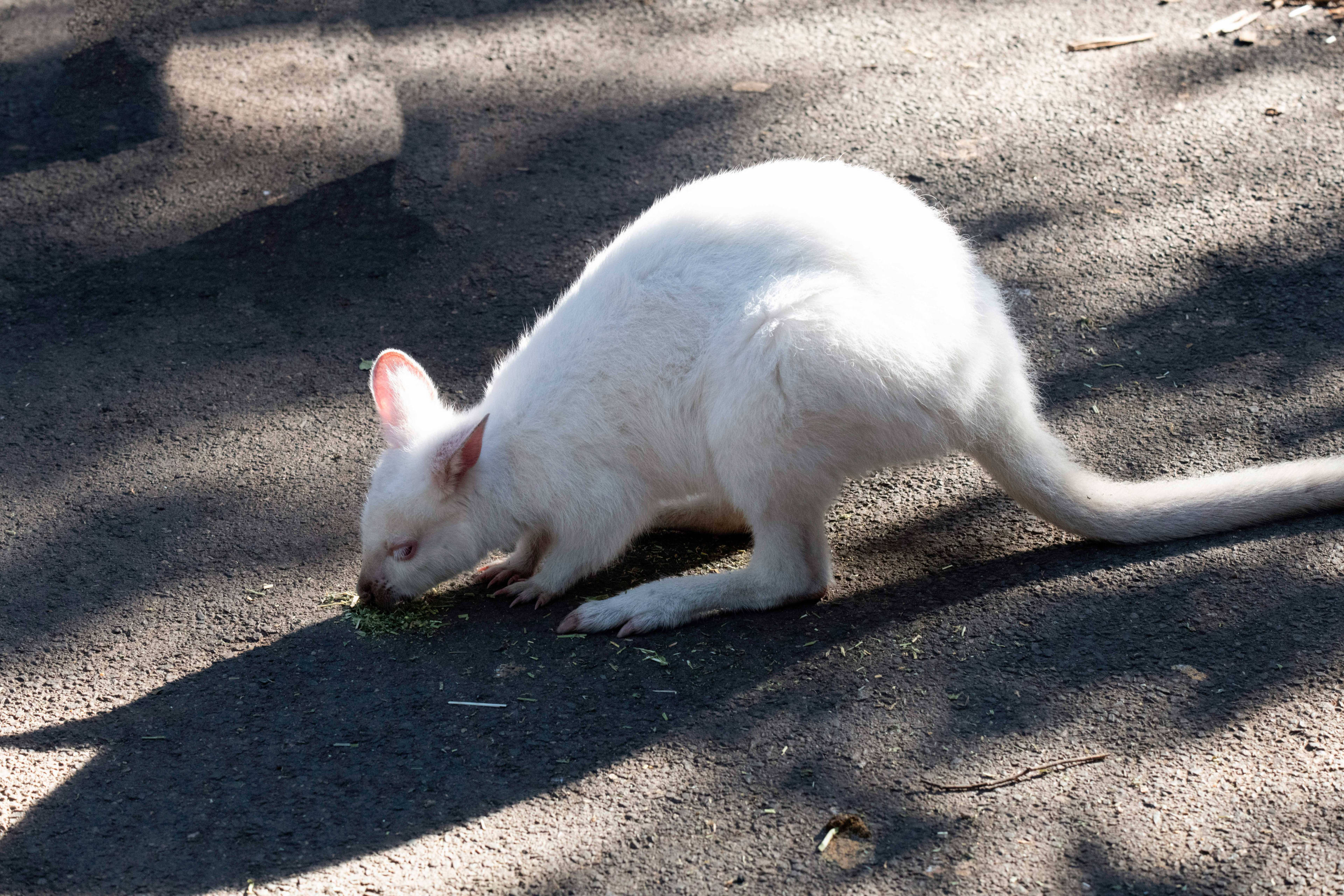 Hennie staat midden op de weg oog in oog met een wallaby