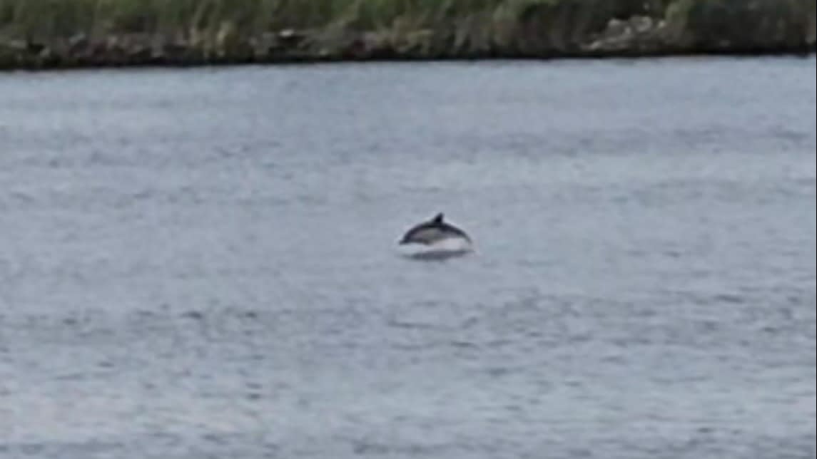 Dolfijn gespot in Noordzeekanaal, 'reden tot zorg'