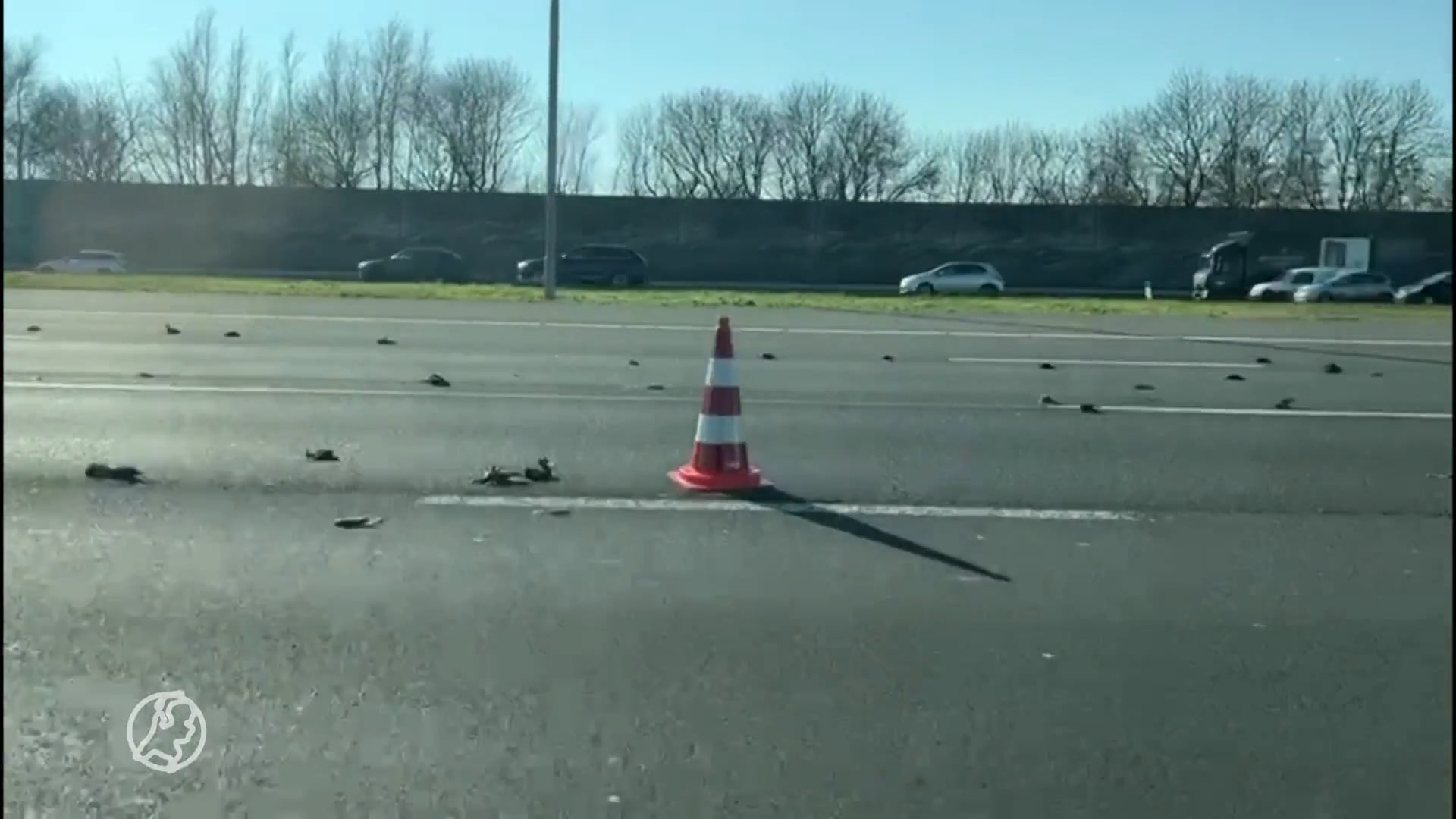 Massale hoeveelheden dode vogels vallen neer op A2, rijstroken dicht