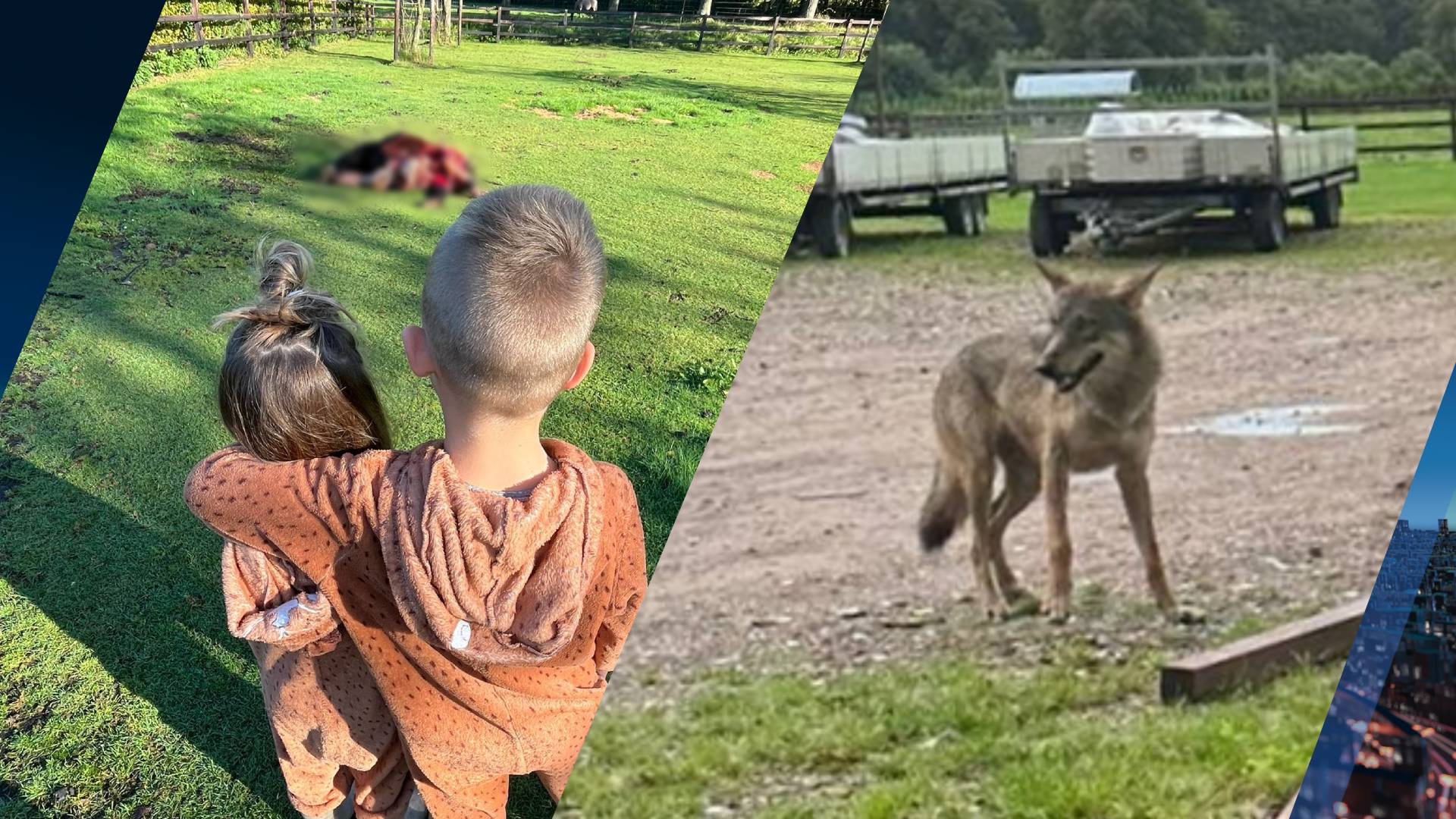 Familie geschokt nadat wolf hun pony Zwartje aan stukken scheurt: 'Bang dat hij me op gaat eten'
