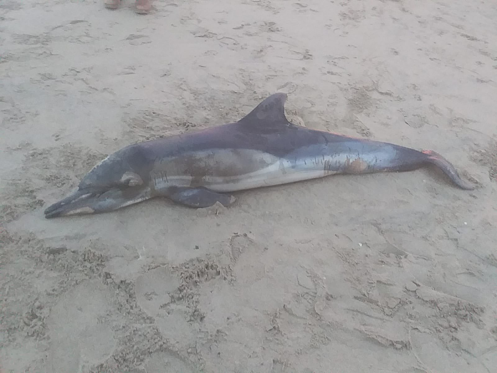 Dode dolfijn gevonden op strand Scheveningen