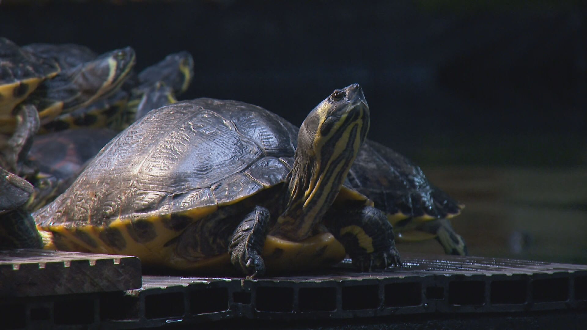 Maat is vol voor schildpaddenopvang: 'Verbied verkoop van waterschildpadden'