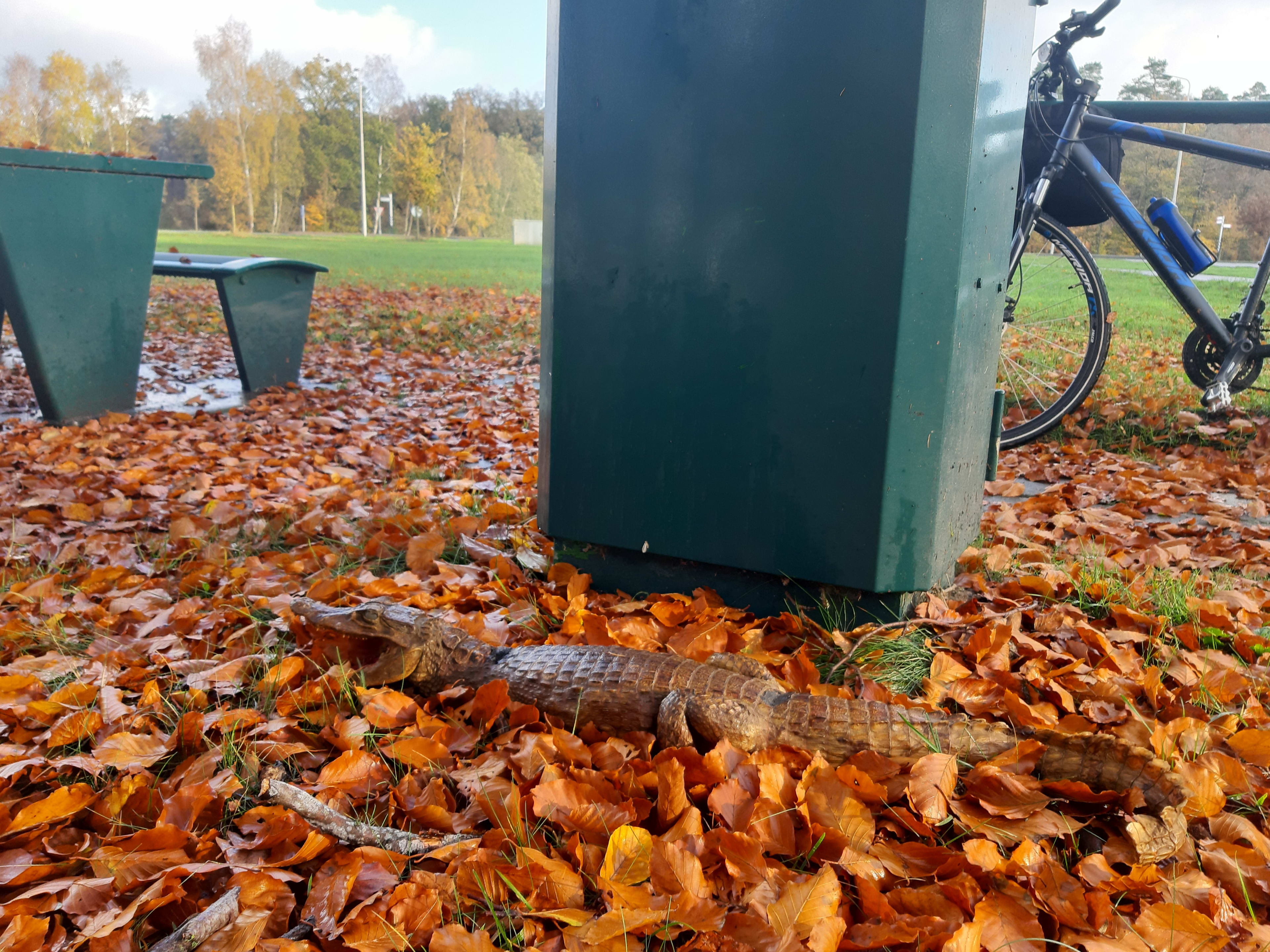 Rudi vindt tijdens fietsen meter lange kaaiman tussen bladeren