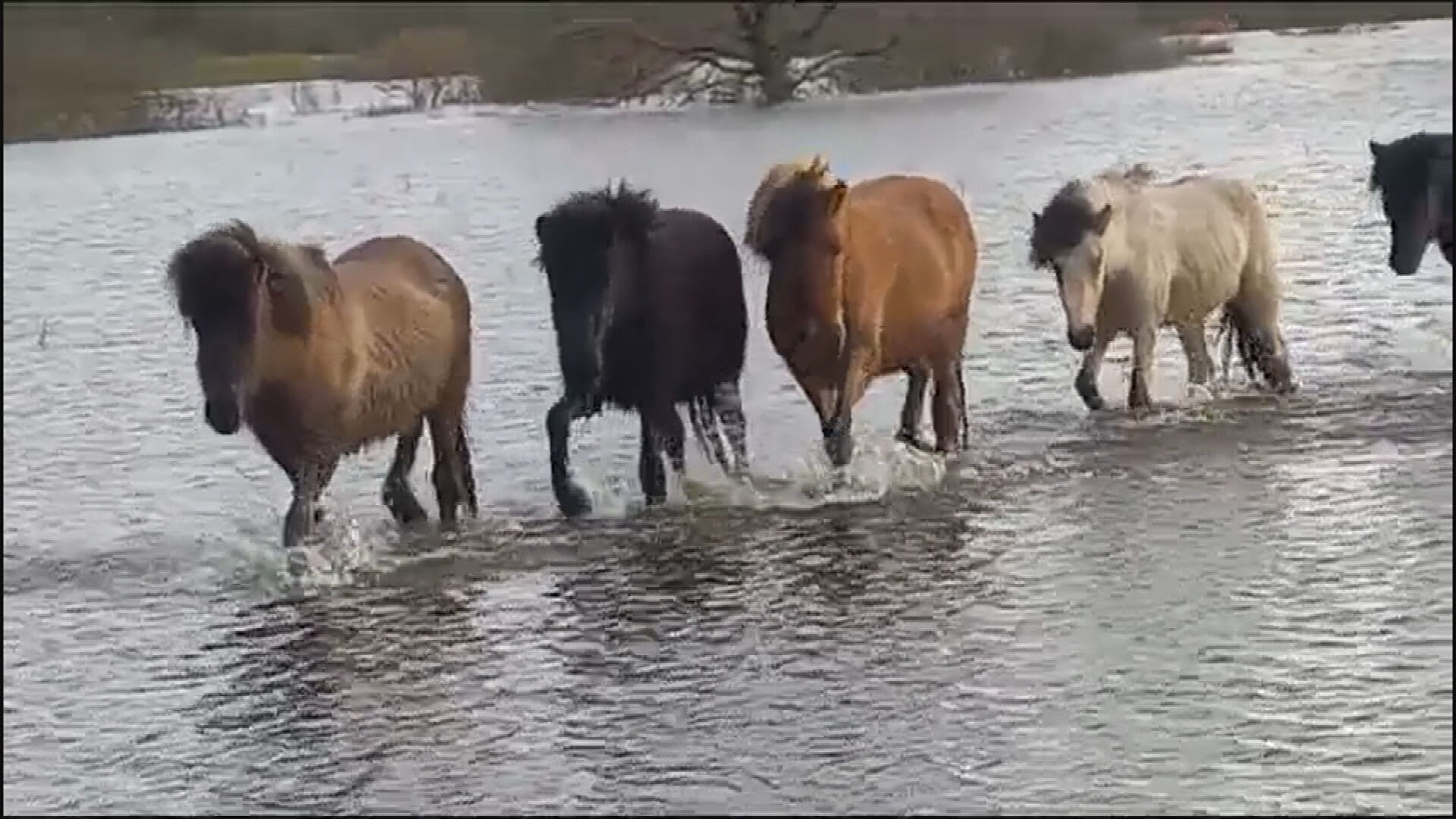 Spectaculaire beelden: jonge paarden op tijd gered van hoogwater