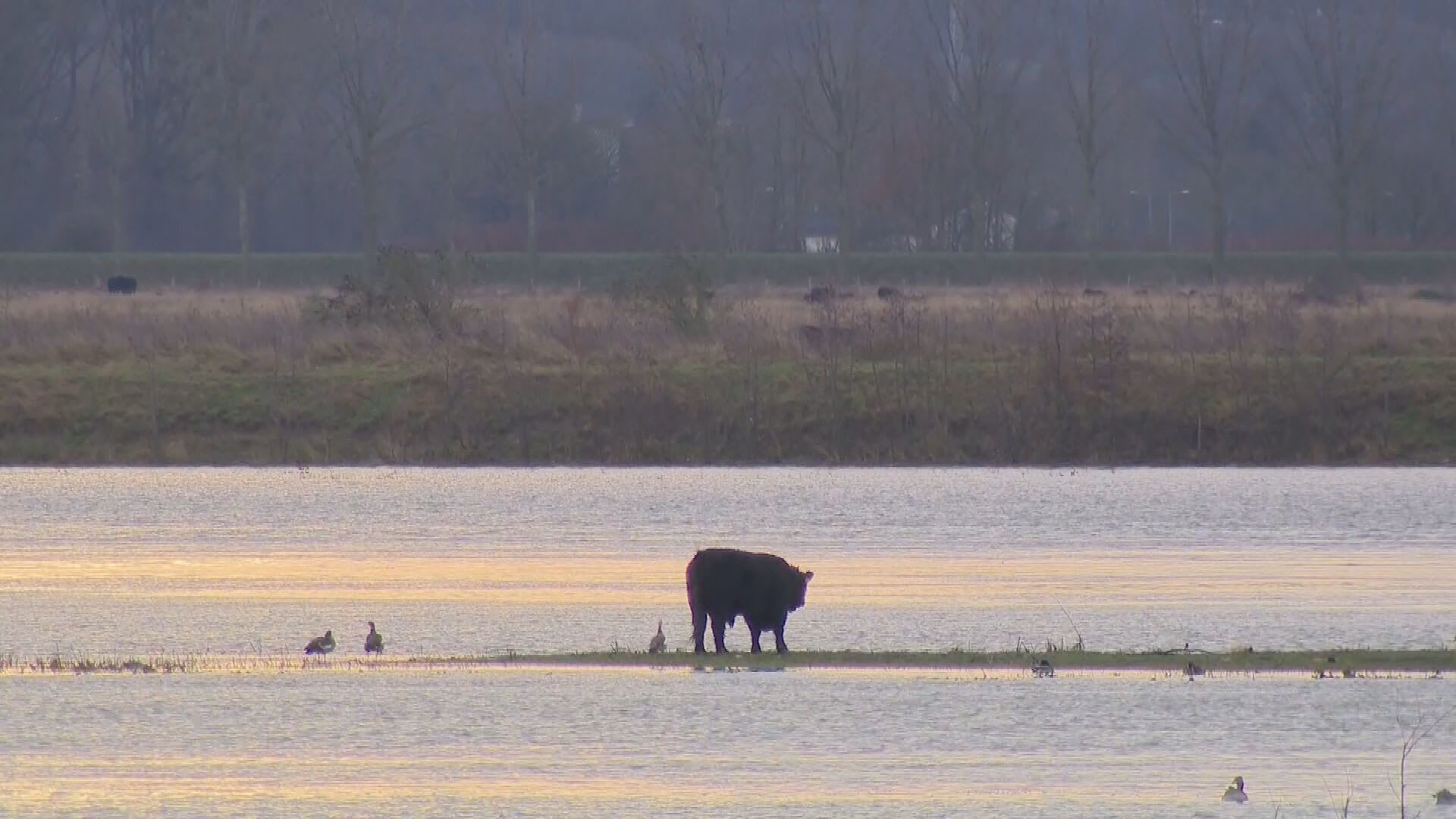 Koppige stier staat nog steeds in de Maas, waarom doet niemand iets?