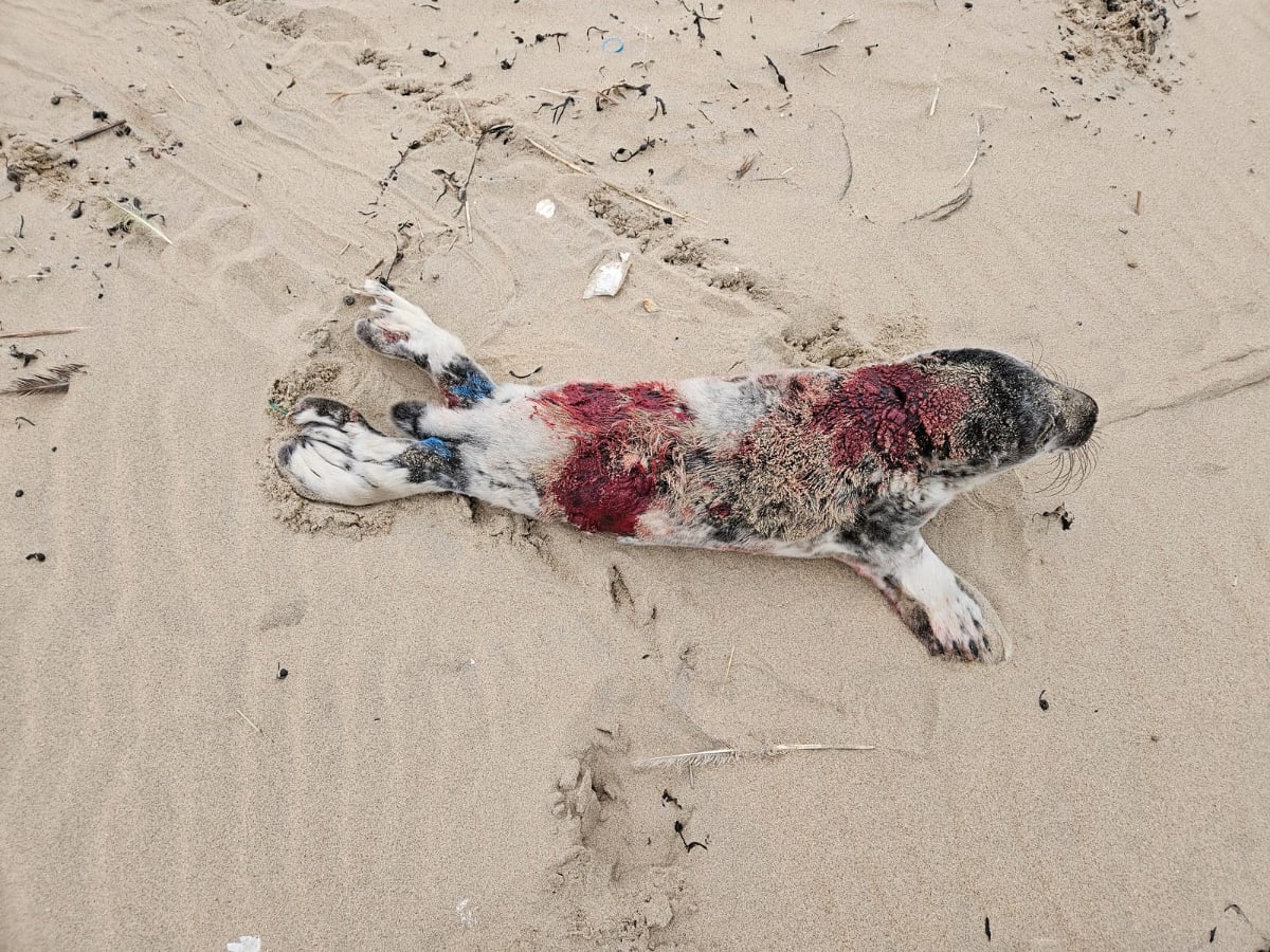 Zeehondenpups op strand gebeten door honden, dierenambulance waarschuwt baasjes