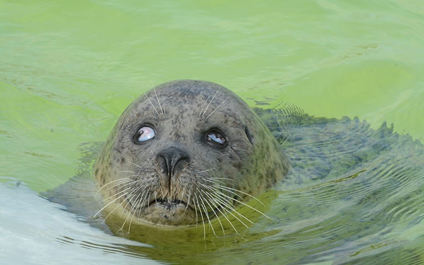 Oudste zeehond Ecomare, blinde Jan (36), overleden: 'Stille kracht van de groep'