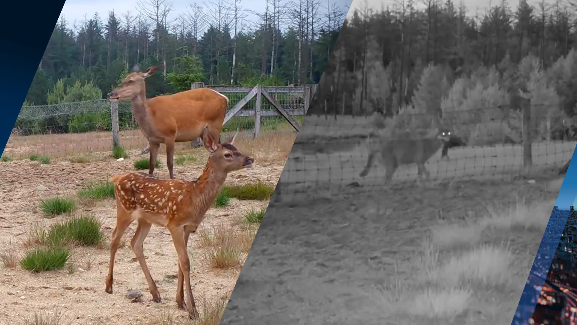 ZIEN: Hertenkalfje gedood door wolf, te hoge rasters mogelijke boosdoener