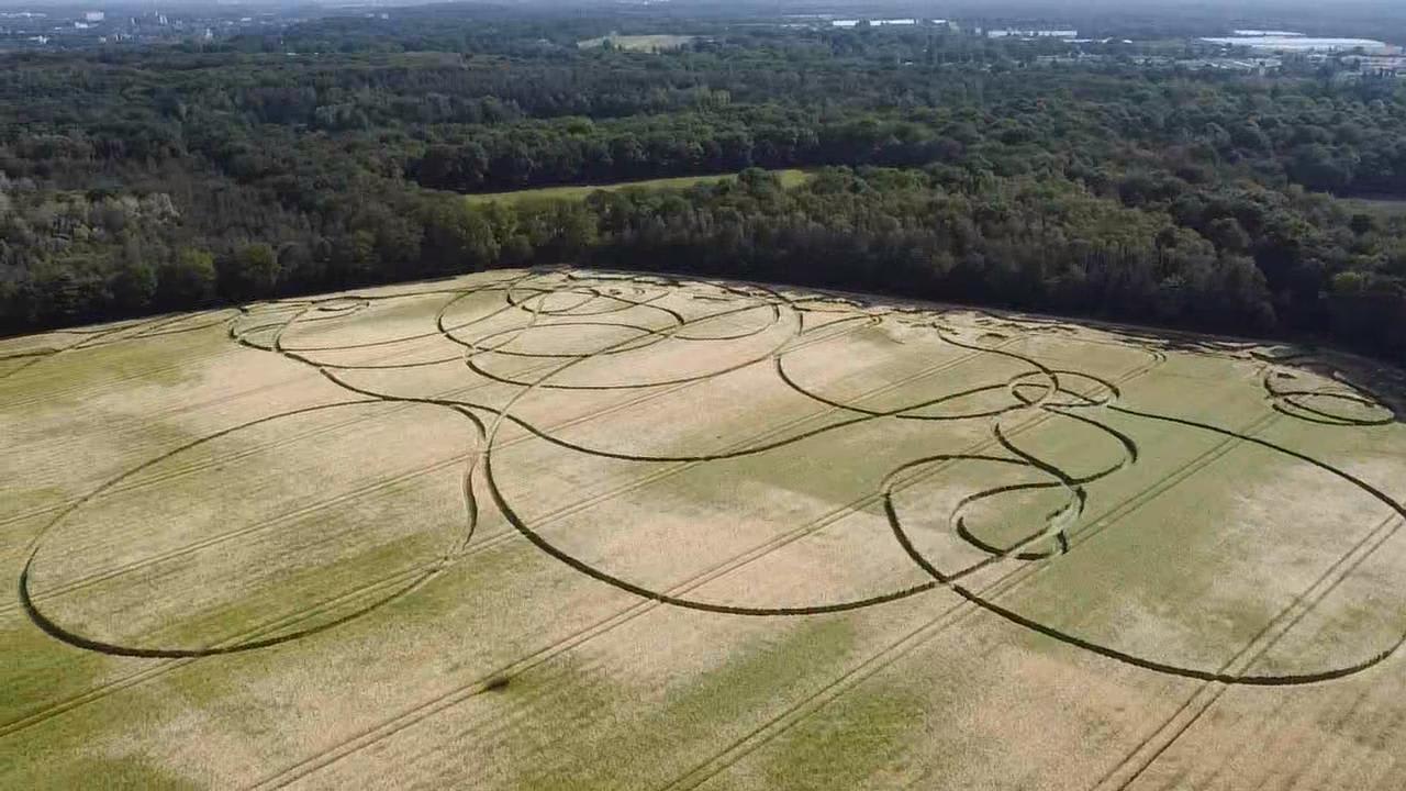 Limburgse boer razend om vandalenstreek: graanveld gebruikt als crossbaan