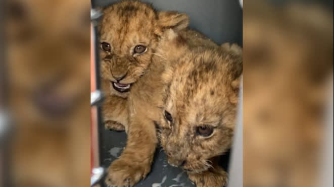 Stichting AAP redt twaalf leeuwen en welpjes uit Frans circus