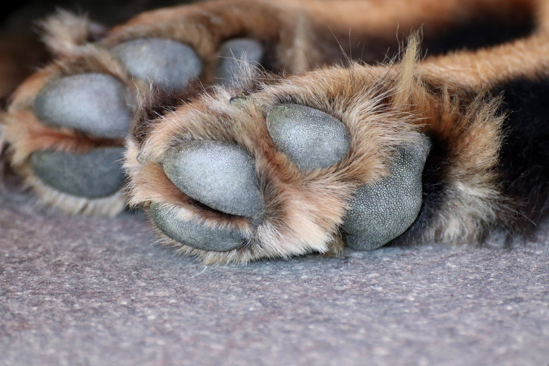 Loslopende hond bijt ander hondje dood in Gilze