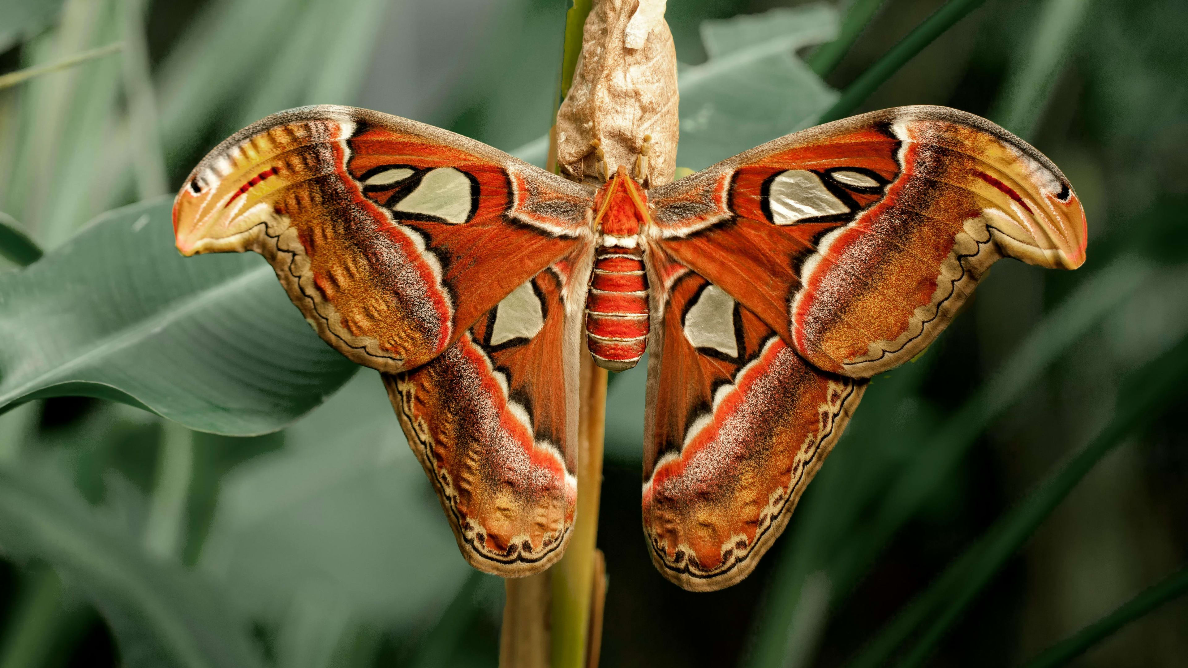 Unieke vlinder gespot in Nederland: 'Laat hem met rust'