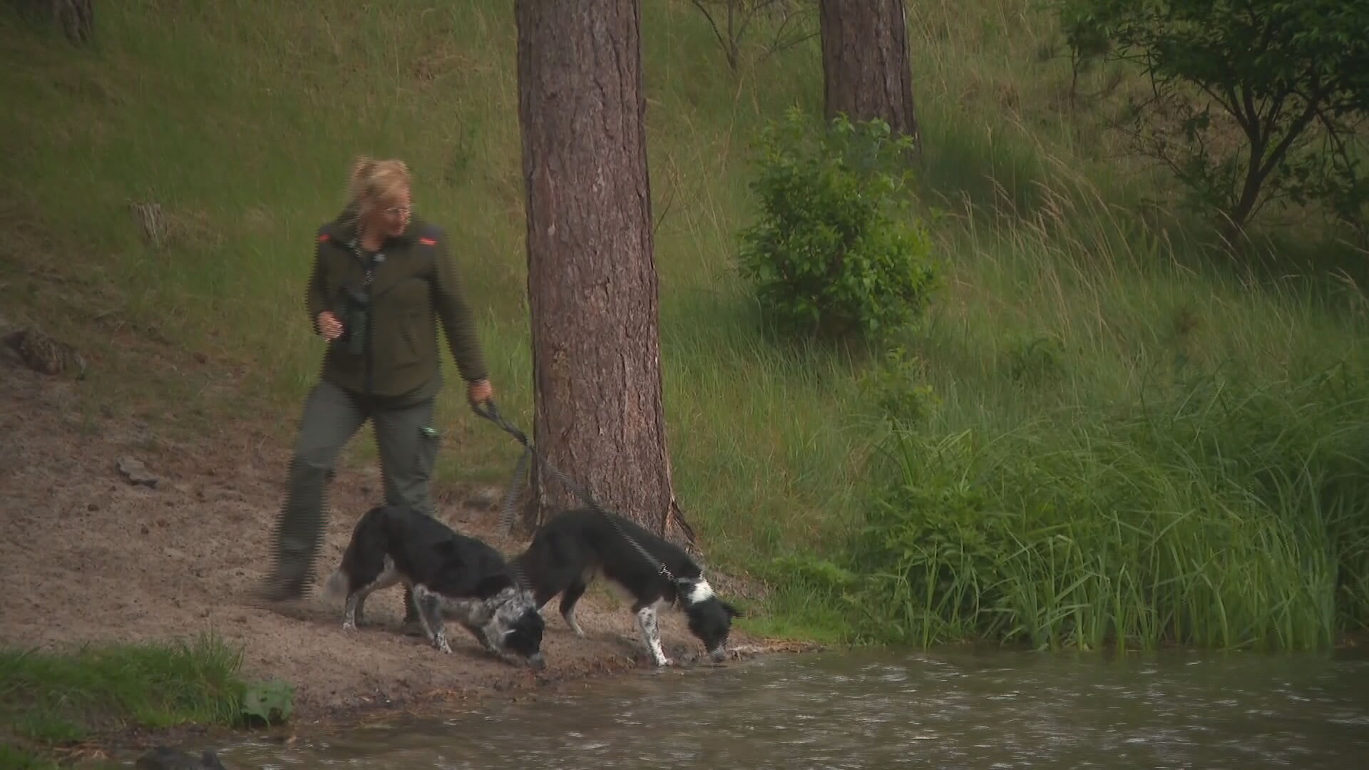 Oproep om honden aan te lijnen in de natuur: 'Vreselijk geluid van gebeten reekalfje wil je nooit horen'