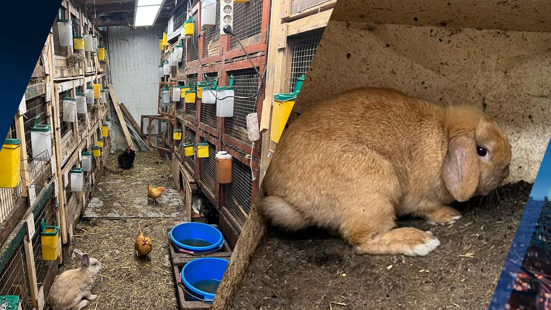 Schuur ontdekt met 131 verwaarloosde konijnen die moesten drinken van water met lijkjes
