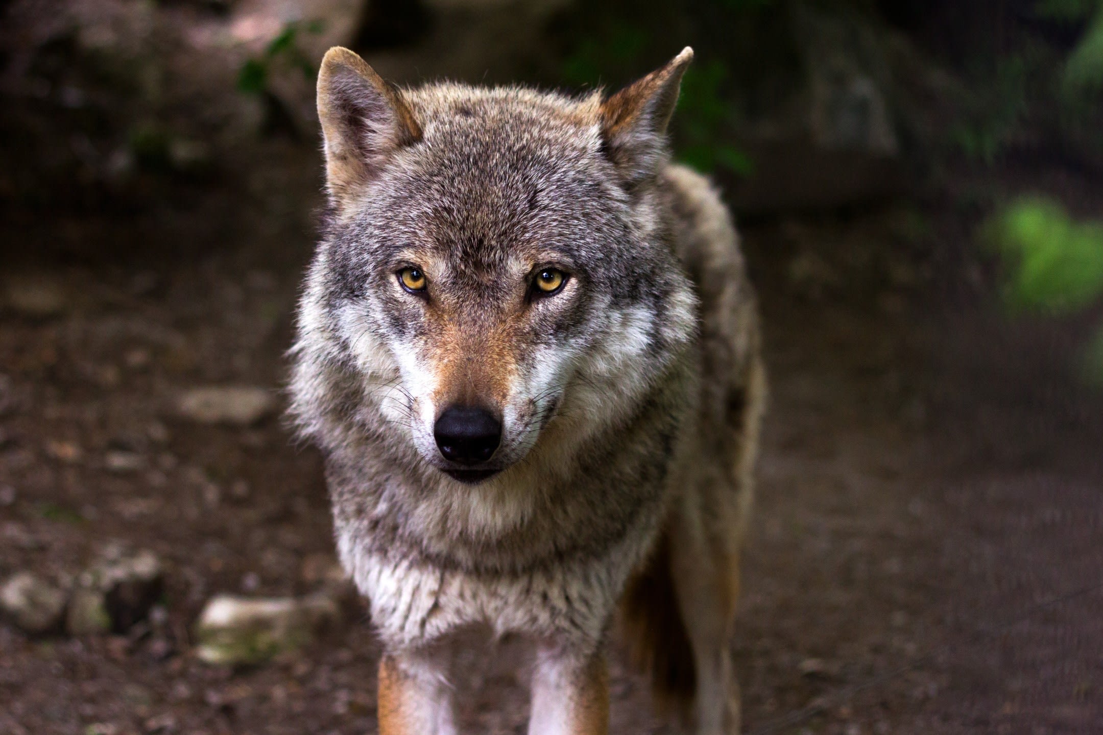 Utrecht geeft vergunning af voor vangen, verdoven en zenderen wolf