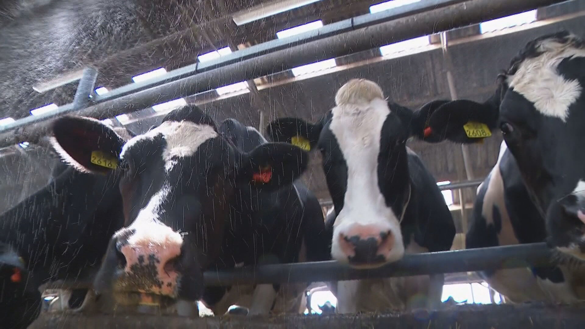 Boeren in de stress: mogelijk groot deel bedrijven verdwijnt door maximaal aantal koeien