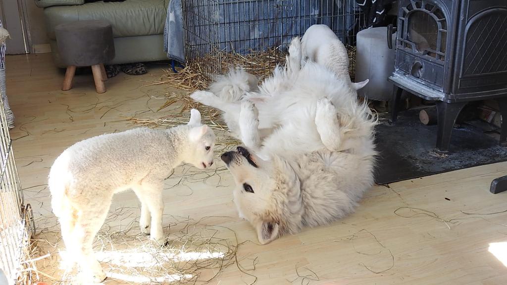 Rina vangt zwakke lammetjes op in haar eigen huis: 'De hond speelt met ze'