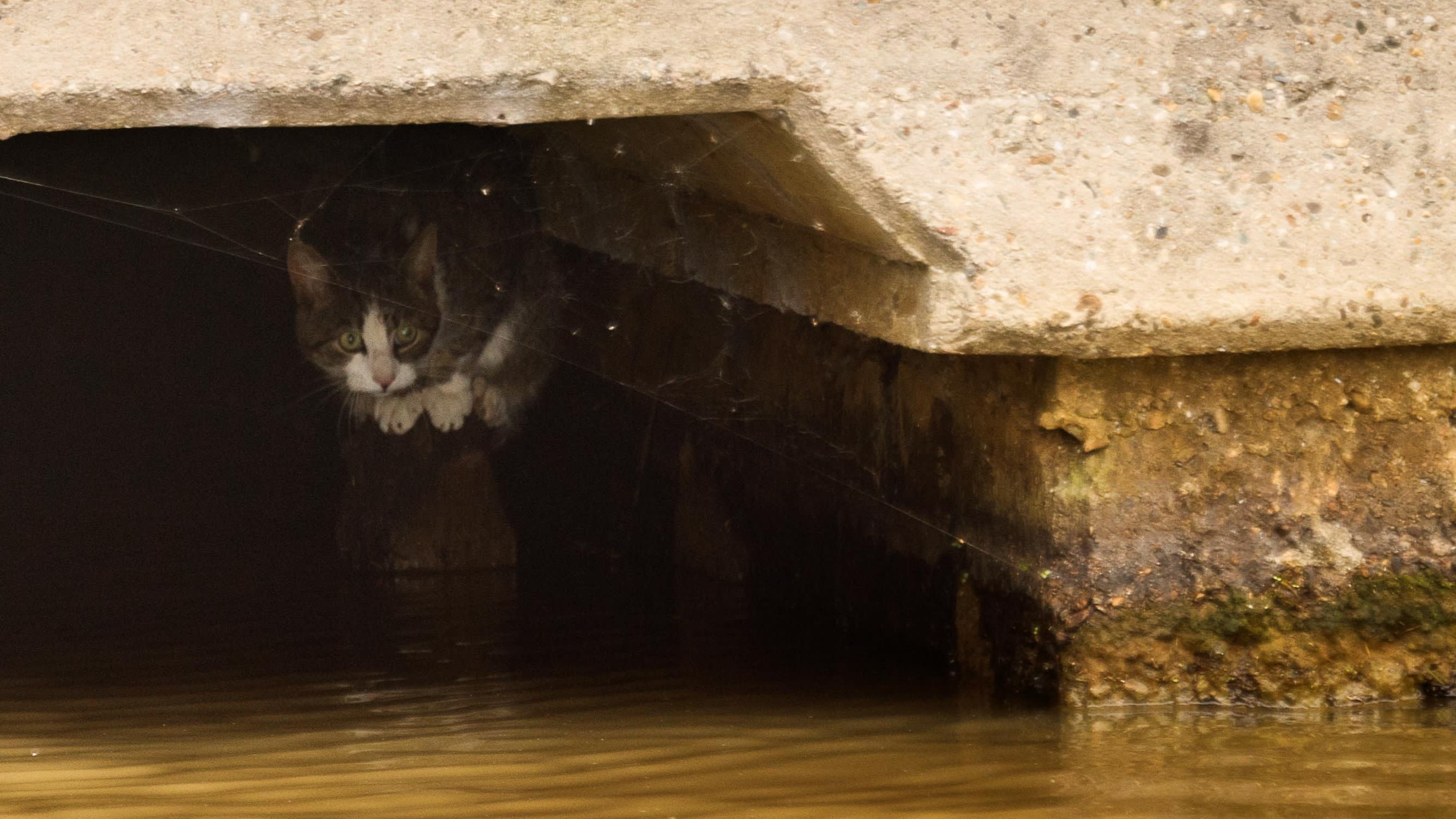 Politie zoekt getuigen reddingsactie kat uit kanaal: kattenhater actief?