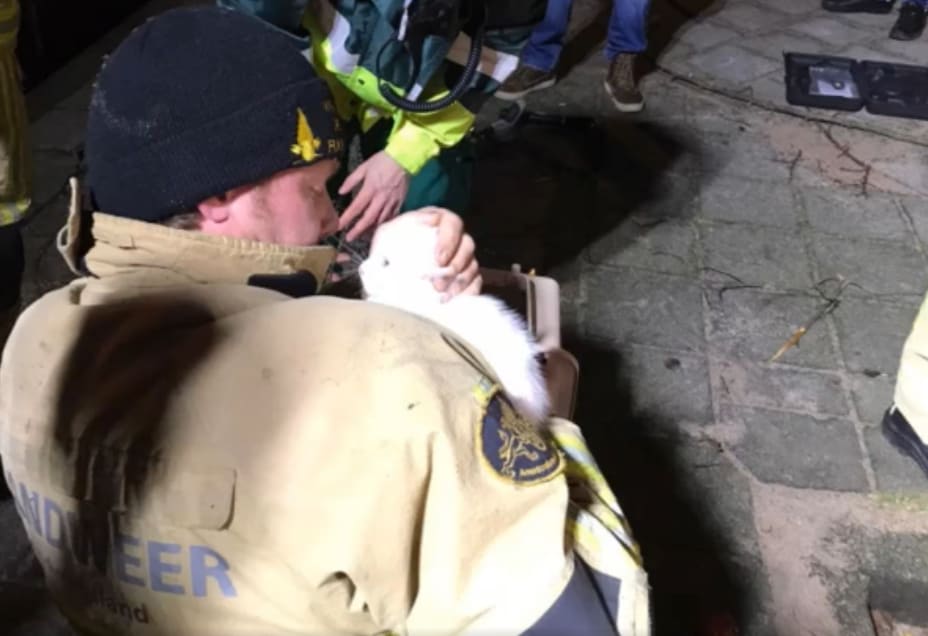 Kitten die zich in auto verstopt houdt acht brandweermannen bezig