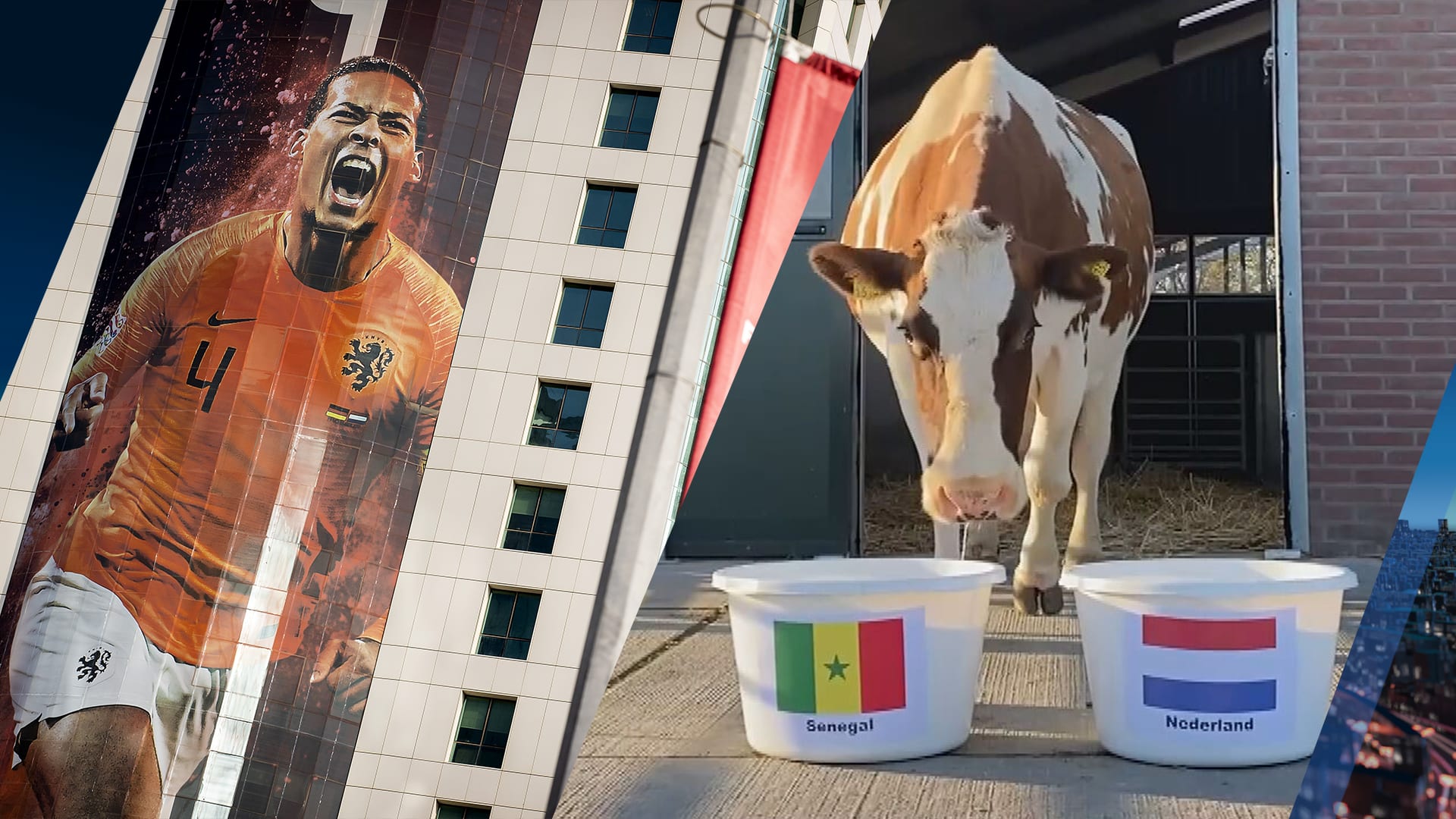 Koe Sijtje is terug met nieuwe voorspelling: wint Nederland eerste WK-wedstrijd tegen Senegal?