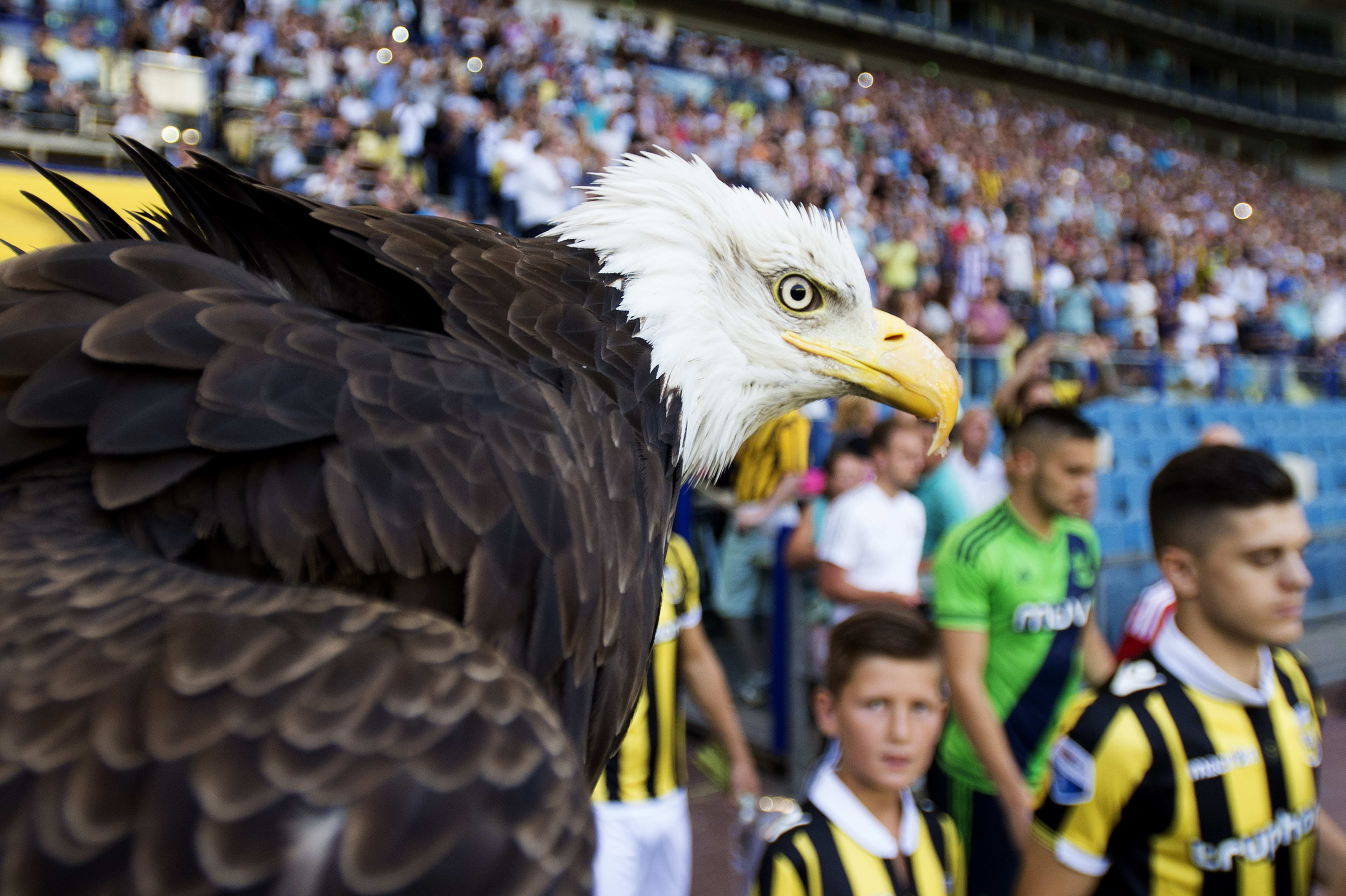 Onzekere toekomst voor mascotte Vitesse: heeft zeearend Hertog zijn laatste vlucht al gevlogen?