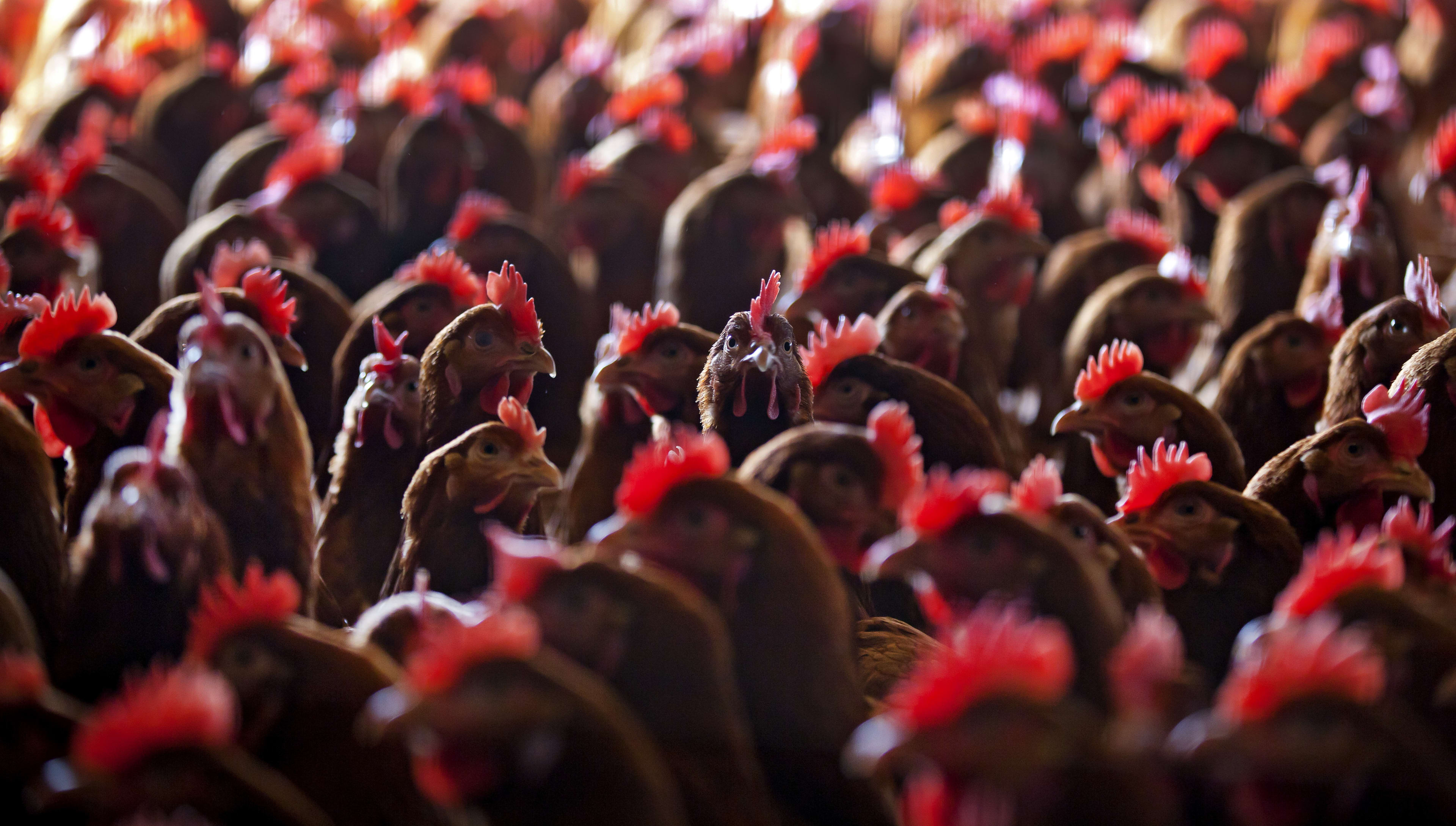 Na maanden weer vogelgriep vastgesteld, 65.000 kippen in Renswoude geruimd