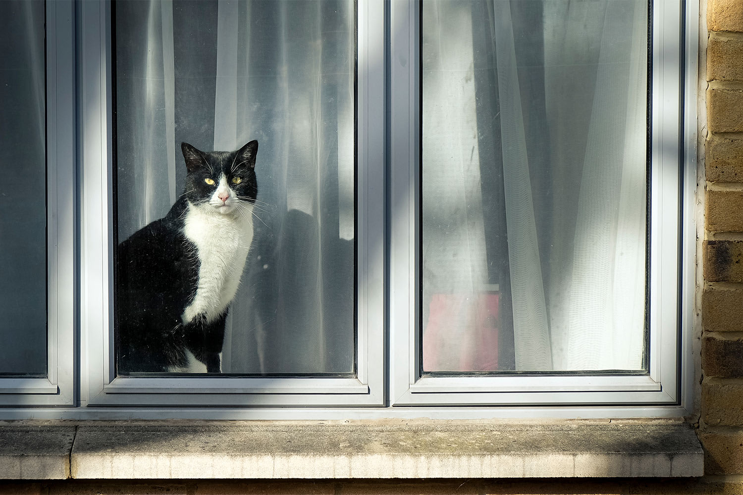 Noodkreet Dierenambulance: pas op met kiepramen, levensgevaarlijk voor katten