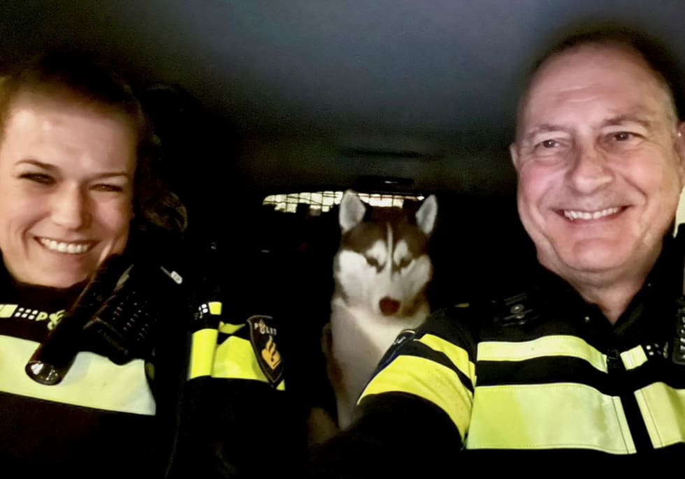 Agenten herenigen doodsbange husky met dolblije eigenaar: 'Ik ruik naar natte hond'