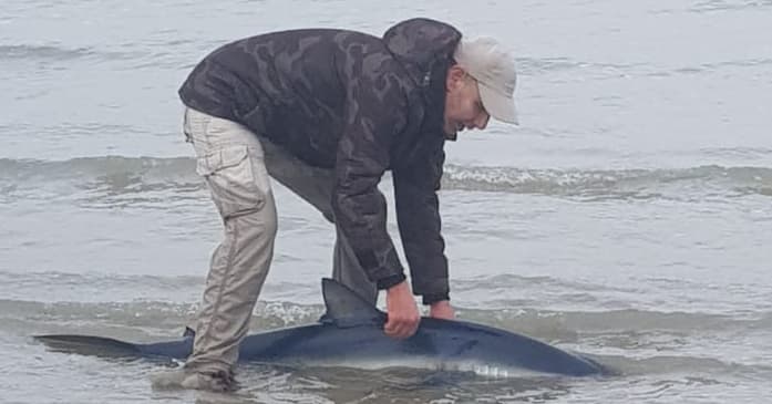 Youssef en zijn zoon trotseren de Noordzee om de haai bij Ouddorp te redden: 'Hij leeft!'