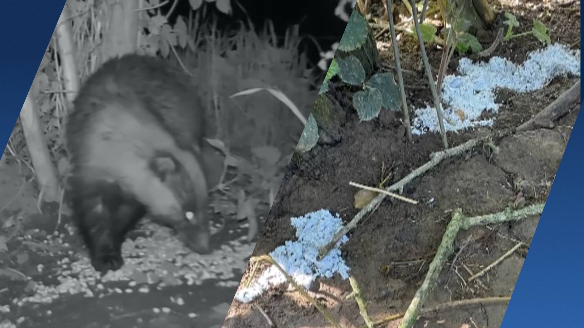 Eerste das gespot na gifvondst bij burchten: 'Goed teken'
