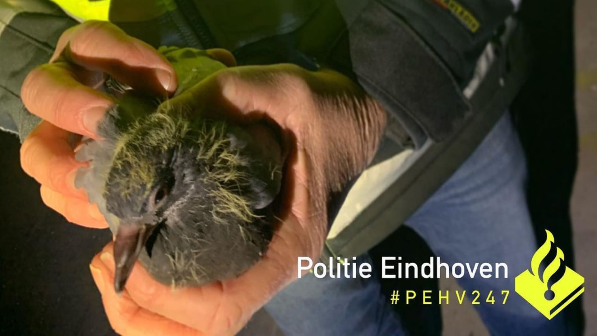 Vijf uitgehongerde duiven gered uit afgesloten pand in Eindhoven